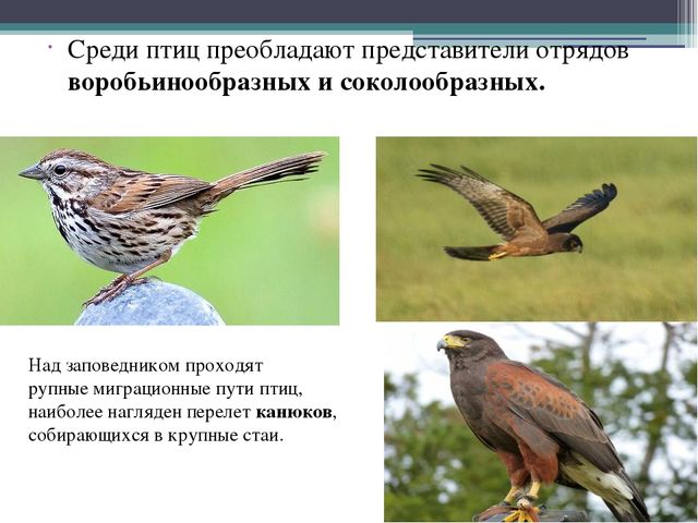 Презентация на тему "Кавказский государственный природный биосферный заповедник"
