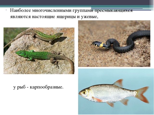 Презентация на тему "Кавказский государственный природный биосферный заповедник"