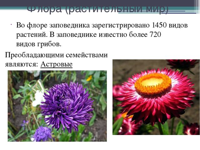 Презентация на тему "Кавказский государственный природный биосферный заповедник"