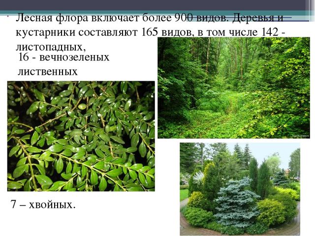 Презентация на тему "Кавказский государственный природный биосферный заповедник"
