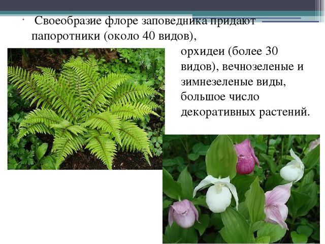 Презентация на тему "Кавказский государственный природный биосферный заповедник"