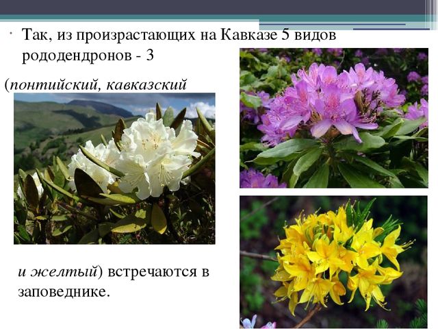 Презентация на тему "Кавказский государственный природный биосферный заповедник"