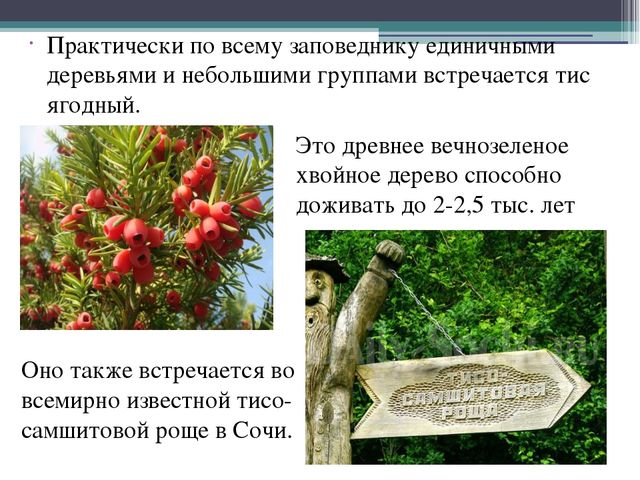 Презентация на тему "Кавказский государственный природный биосферный заповедник"