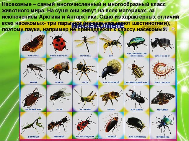 Презентация по ознакомлению с окружающим миром природы на тему "Насекомые" (подготовительная группа)
