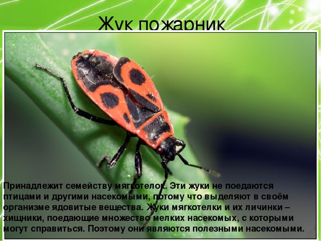 Презентация по ознакомлению с окружающим миром природы на тему "Насекомые" (подготовительная группа)