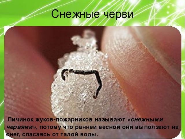 Презентация по ознакомлению с окружающим миром природы на тему "Насекомые" (подготовительная группа)