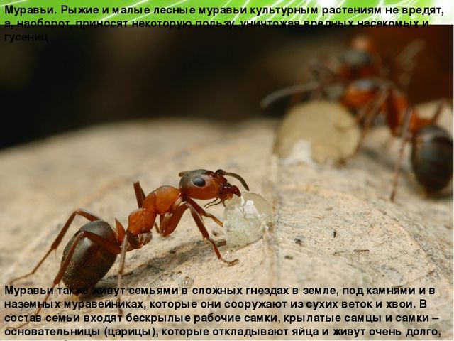 Презентация по ознакомлению с окружающим миром природы на тему "Насекомые" (подготовительная группа)