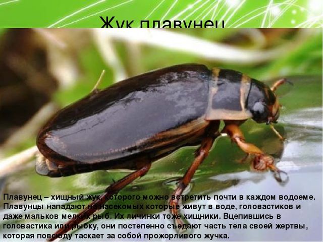 Презентация по ознакомлению с окружающим миром природы на тему "Насекомые" (подготовительная группа)