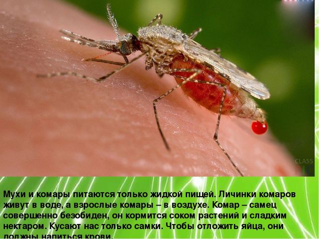 Презентация по ознакомлению с окружающим миром природы на тему "Насекомые" (подготовительная группа)