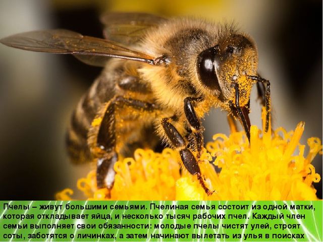 Презентация по ознакомлению с окружающим миром природы на тему "Насекомые" (подготовительная группа)