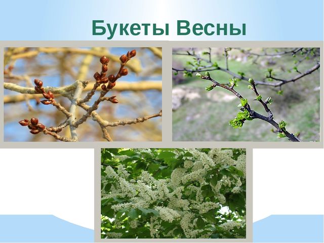 Презентация по экологии "К нам весна шагает"