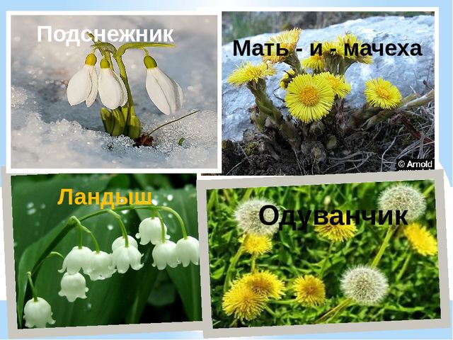 Презентация по экологии "К нам весна шагает"
