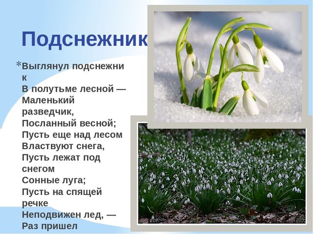 Презентация по экологии "К нам весна шагает"