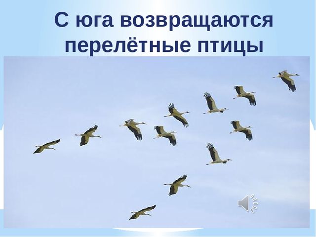 Презентация по экологии "К нам весна шагает"