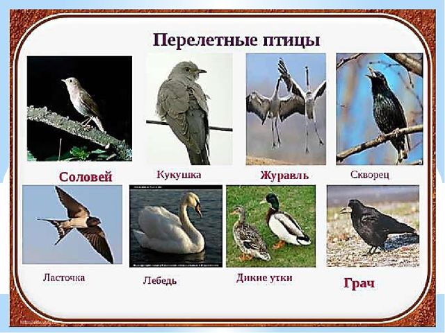 Презентация по экологии "К нам весна шагает"