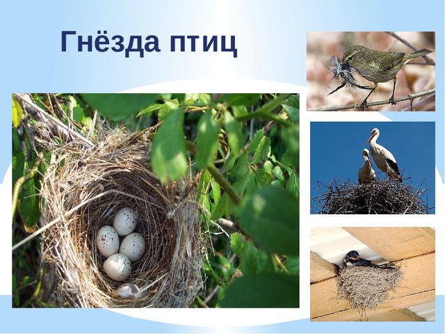 Презентация по экологии "К нам весна шагает"