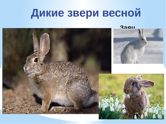 Презентация по экологии "К нам весна шагает"