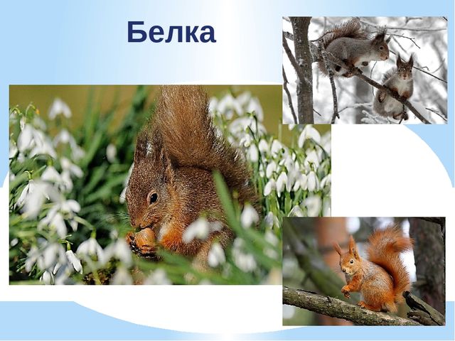 Презентация по экологии "К нам весна шагает"