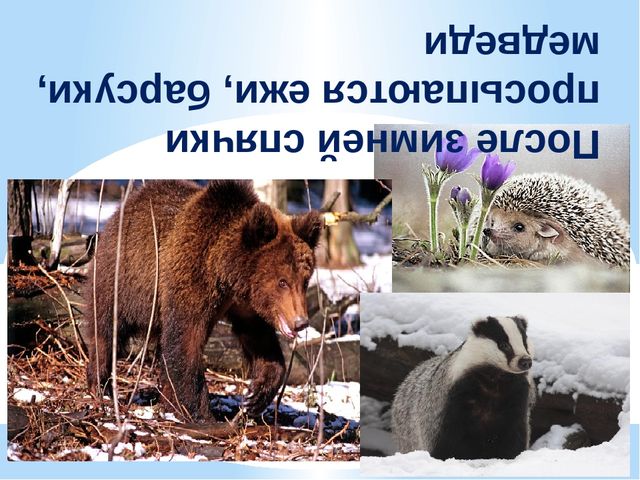 Презентация по экологии "К нам весна шагает"