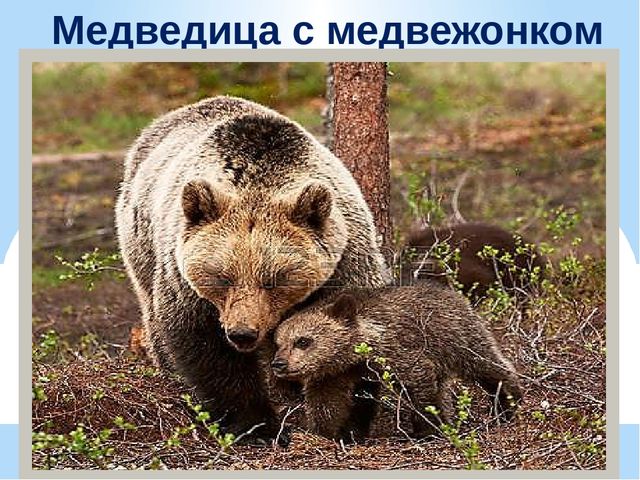 Презентация по экологии "К нам весна шагает"