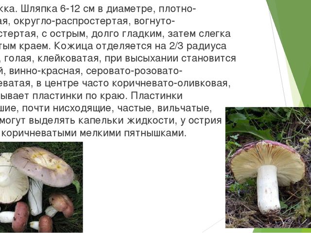 Презентация по экологии "Съедобные и не съедобные грибы"