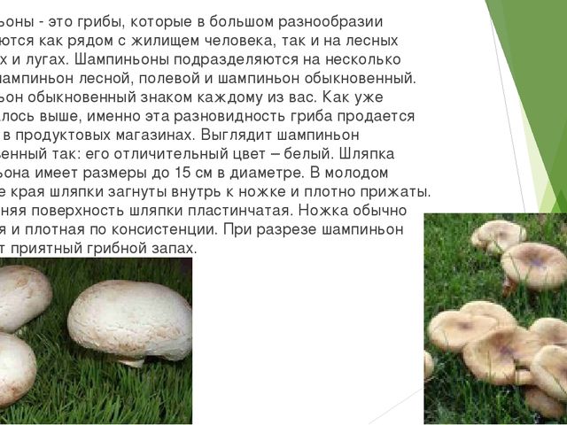 Презентация по экологии "Съедобные и не съедобные грибы"