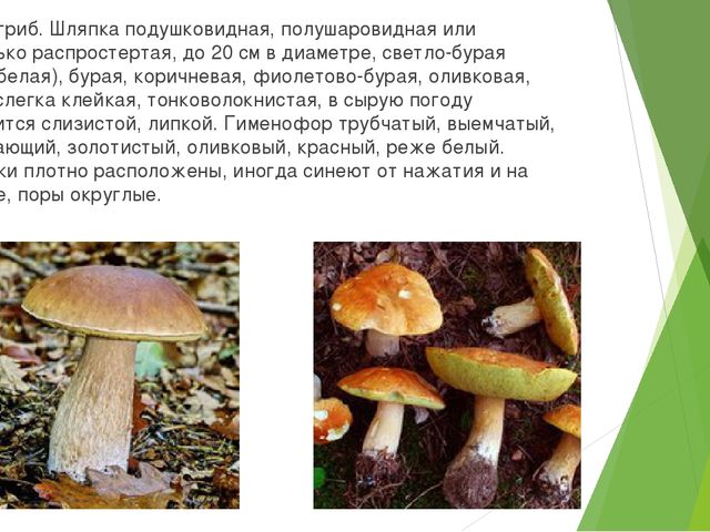 Презентация по экологии "Съедобные и не съедобные грибы"