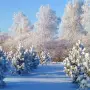 Всероссийский конкурс для воспитателей «Зима-зимушка»