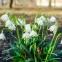Всероссийский конкурс для воспитателей «Первоцветы – вестники весны»