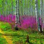 Всероссийский конкурс для воспитателей «Рисуем весну»