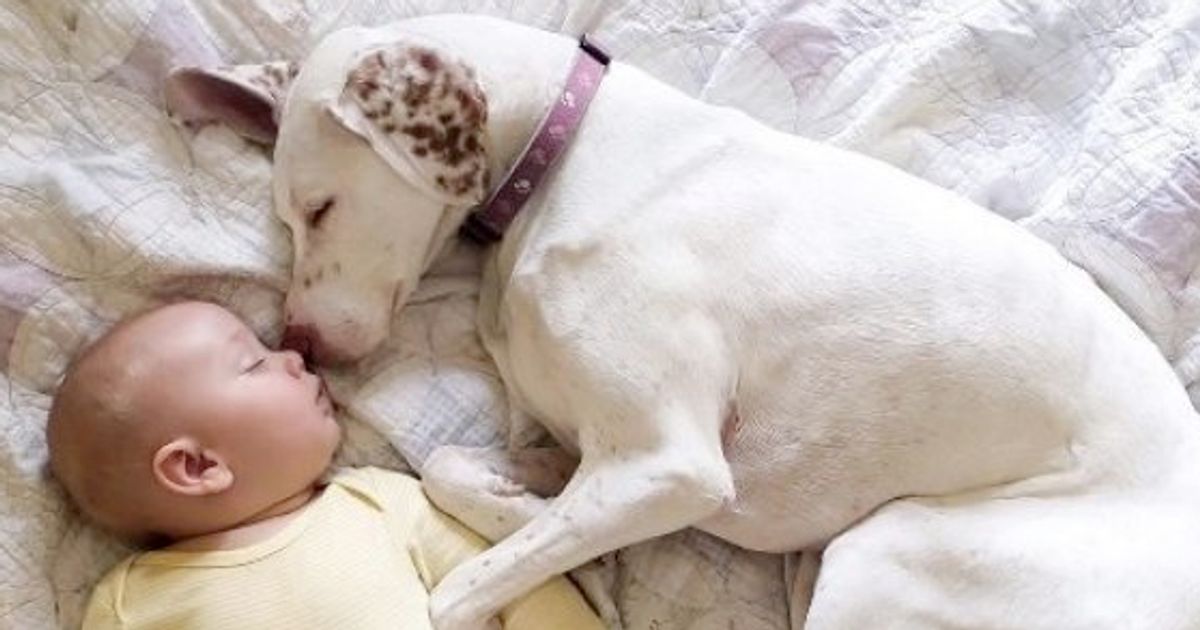 Заводить ли ребенка. Самые добрые собаки которые любят детей. Новорожденные и животные в квартире.